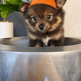 Ziggy - Lavender male Pomeranian puppy in Costa Mesa, California from Wheresmil0