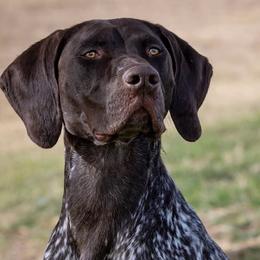 German Shorthaired Pointers from Kuhl Palmer Kennels