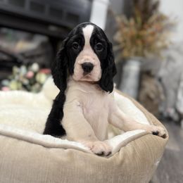 Harper - Black and white female English Springer Spaniel puppy in Las Vegas, Nevada from Legacy