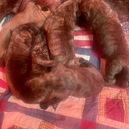 Bullmastiff puppies from Merica's Bullmastiffs