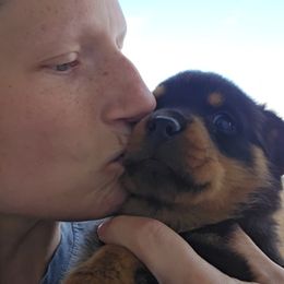 Rottweiler Puppies from Raya's Royals