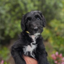 Doheny - Black and white female Sheepadoodle puppy in Claremont, California from Dots Sheepadoodles