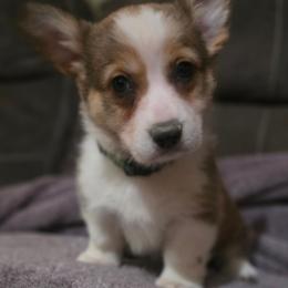 SHERMAN - Sable male Pembroke Welsh Corgi puppy in Pilot Rock, Oregon from L2H Corgi's