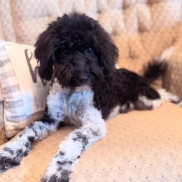 Australian Labradoodle, Goldendoodle, and Poodle Puppies from Leila Pearson