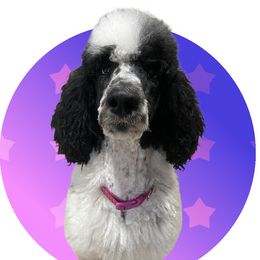 Maxine  - Poodle