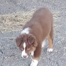 Miniature Australian Shepherd and Toy Australian Shepherd Puppies from Badlands Toy and Mini Aussies