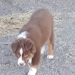 Miniature Australian Shepherd and Toy Australian Shepherd Puppies from Badlands Toy and Mini Aussies