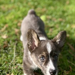 American Corgi Puppies from Patriot American Corgi