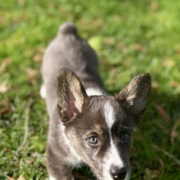 American Corgi Puppies from Patriot American Corgi