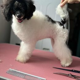 Poodle puppies from KM AKC Toy poodles