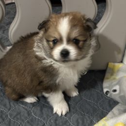 Boy 2 - Tri-colored male Pomeranian puppy in Decatur, Iowa from Lisa Greenhalgh