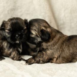 Shih Tzu Puppies from Good Lil Shih Tzu