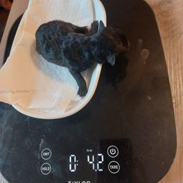 Boy 3 Jyma - Black Poodle puppy in Mc Dade, North Carolina from Toy Poodles of NC
