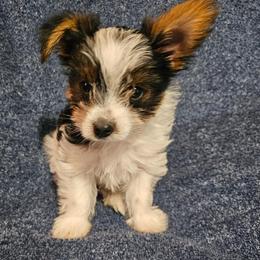 Big Guy - Parti male Yorkshire Terrier puppy in Moreno Valley, California from Linda's Yorkies