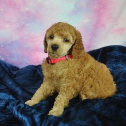 Poodle Puppies from Moyen Majestic Embrace