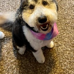 Goldendoodle, Poodle, and Sheepadoodle All Grown Up from Brewer's Goldendoodles & Sheepadoodles