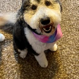Goldendoodle, Poodle, and Sheepadoodle All Grown Up from Brewer's Goldendoodles & Sheepadoodles