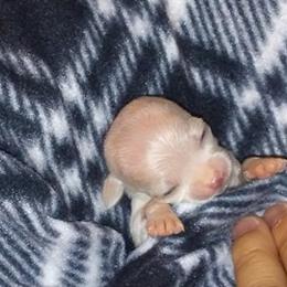 Chihuahua Puppies from Chilove Chihuahuas