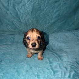 Peanut - Dapple female Dachshund puppy in Crawfordsville, Indiana from KCM Doxies