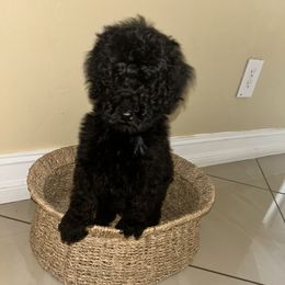Poodle Puppies from Arindayle Standard Poodles