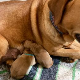 Jack Russell Terrier and Labrador Retriever Puppies from Canine Assist