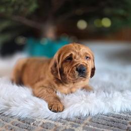 Green Boy - Dark golden male Golden Retriever puppy in Lebanon, Oregon from SnowPeakPaws