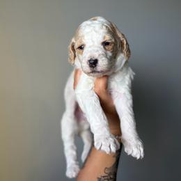 Lemon - Parti female Goldendoodle puppy in Smithfield, Kentucky from KBK9 Kennels