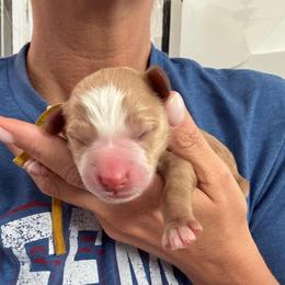 Jasper - Red male Bernedoodle puppy in Sparrows Point, Maryland from Rosie’s Puppies