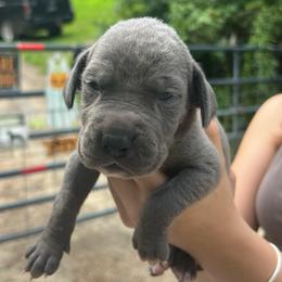 Hera - Blue female Great Dane puppy in Marlow, New Hampshire from Fox Hill Danes