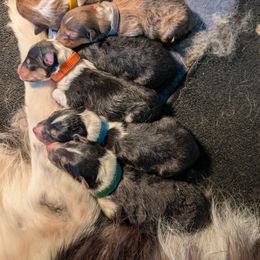 Collie Puppies from Jordan Creek Collies