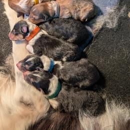 Collie Puppies from Jordan Creek Collies