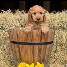 Clover - Apricot male Cavapoo puppy in Bozrah, Connecticut from Cedar Creek Farm