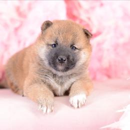Aime -FULL AKC REGISTRATION- - Red female Shiba Inu puppy in Neosho, Missouri from Kenny Cave K9s
