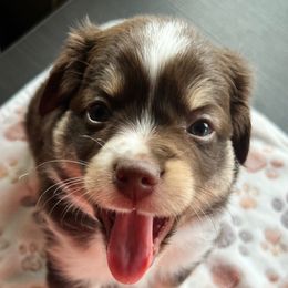 Miniature Australian Shepherd Puppies from Z’s Mini Aussies