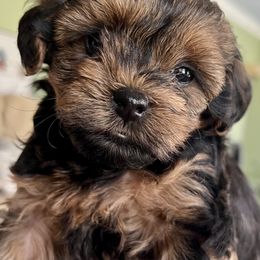 "Rose" Yorkipoo Puppies from Gin and Stella's Adventures