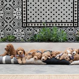 Goldendoodle Puppies from Deer Valley Doodles