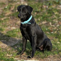 Crush - Labrador Retriever