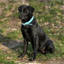 Crush - Labrador Retriever