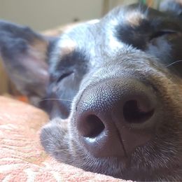 Australian Cattle Dog Puppies from SB Heelers Cattle Dogs and Performance Horses