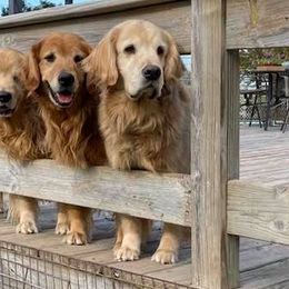 Golden Retrievers from Alan's Golden Retrievers