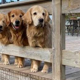 Golden Retrievers from Alan's Golden Retrievers