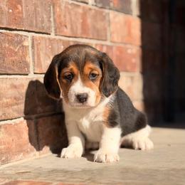 Robyn - Black tan and white female Beagle puppy in Mansfield, Missouri from Rippee Creek Kennel