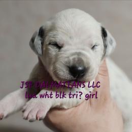Purple - White and black female Dalmatian puppy in Conrath, Wisconsin from JSF Dalmatians LLC