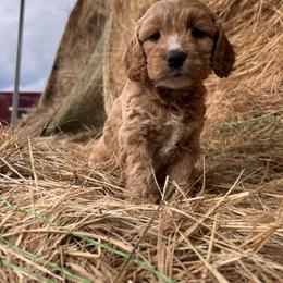 Cockapoo, Cocker Spaniel, and Goldendoodle Puppies from 7 Sisters Cockapoos