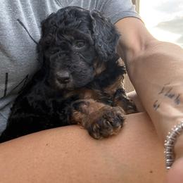 Girl 1 - Tri-color female Bernedoodle puppy in Paradise, Texas from Diamond Z Poodles & Doodles