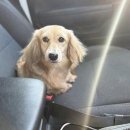 Saige - Dachshund
