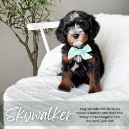 Skywalker - Tri-color male Bernedoodle puppy in South Jordan, Utah from Wonderful World Doodles