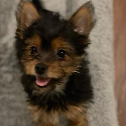 Blue Boy - Blue and gold male Yorkshire Terrier puppy in Baytown, Texas from Loyal Littles