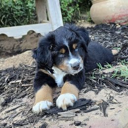 Magic - Black tri male Miniature Australian Shepherd puppy in Paris, Texas from Blue Envy Mini Aussies