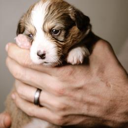 Hannah - Sable female Pembroke Welsh Corgi puppy in South Otselic, New York from Ridge Top Corgis
